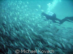 Diver passing fish on the inside reef at Lauderdale by th... by Michael Kovach 